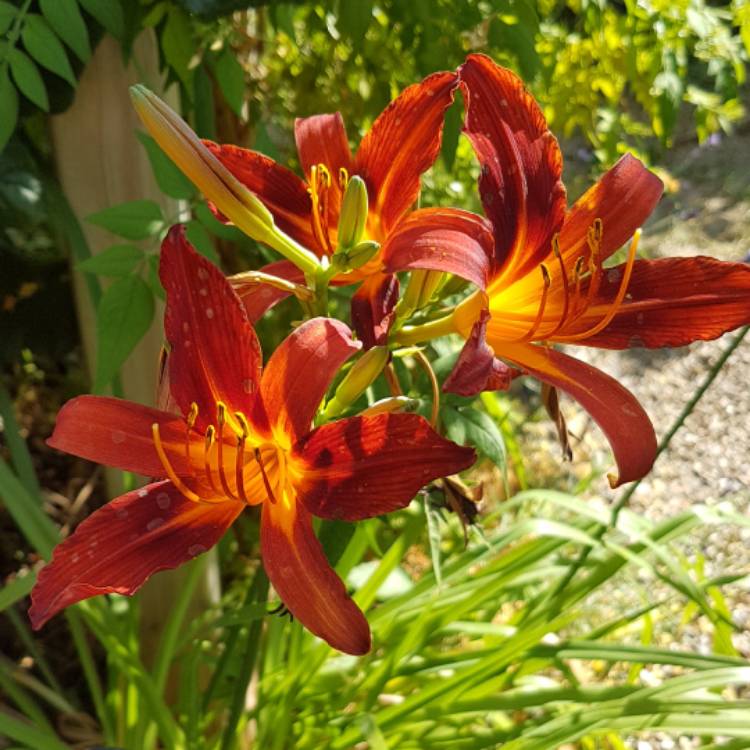 Hemerocallis 'Sammy Russell', Daylily 'Sammy uploaded by @Puddings_pies