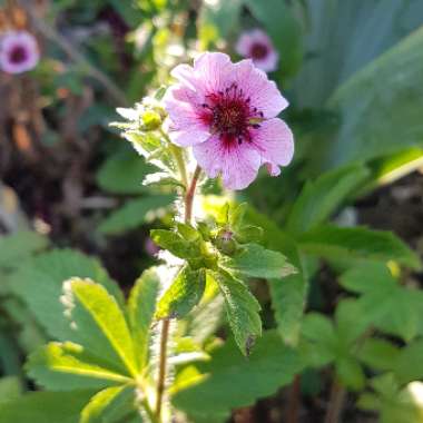 Potentilla nepalensis 'Miss Willmott'