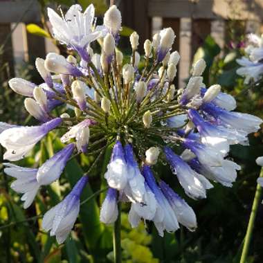 Agapanthus 'Ambic001' syn. Agapanthus 'Twister', Agapanthus 'Indigo Frost'