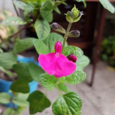 Salvia microphylla 'Cerro Potosi'