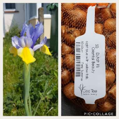 Iris x hollandica 'Oriental Beauty'