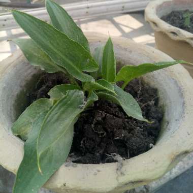Jenny's garden