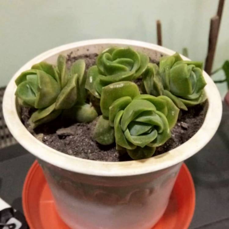 plant image 1313160