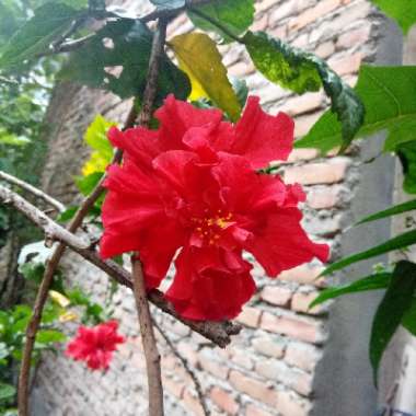 Jenny's garden