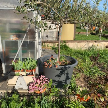 Anita's garden