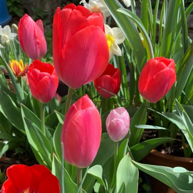 Anita's garden