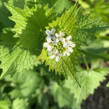 Anita's garden