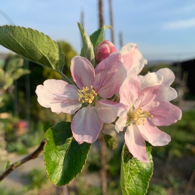 Anita's garden