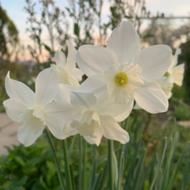 Anita's garden