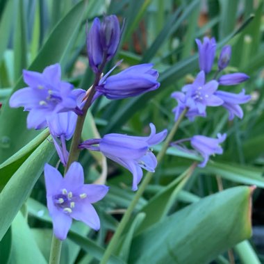 Anita's garden