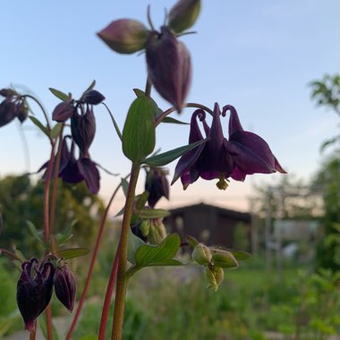 Anita's garden