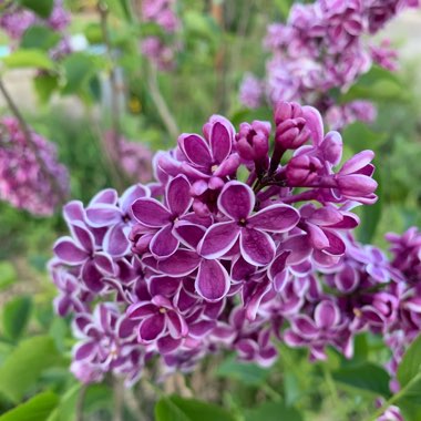Anita's garden