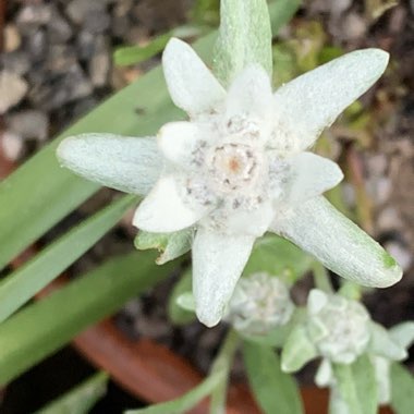 Anita's garden