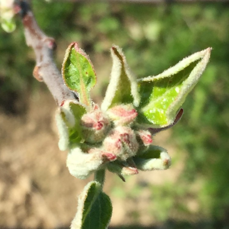 Plant image Malus domestica 'Elstar'