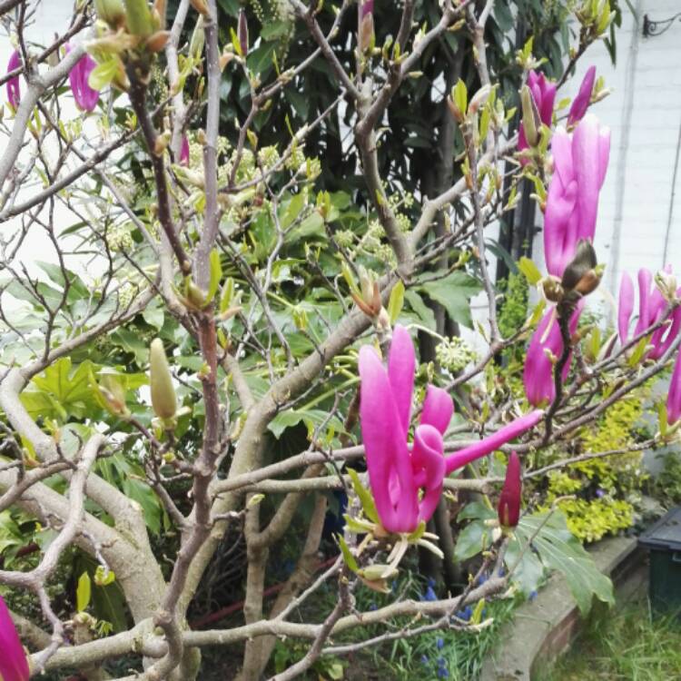 Plant image Magnolia 'Ricki'