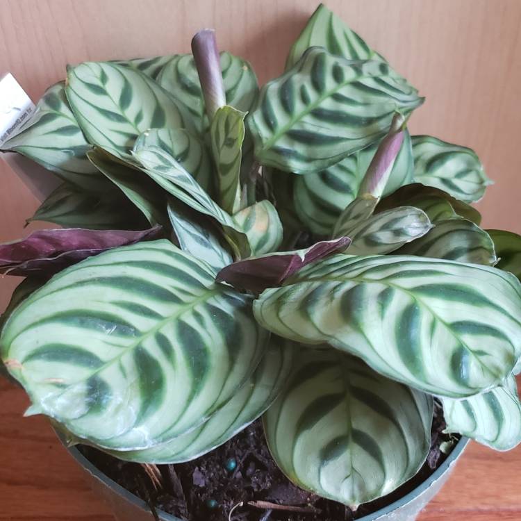 Plant image Calathea Albertii syn. Maranta albertii ; Calathea glaziovii