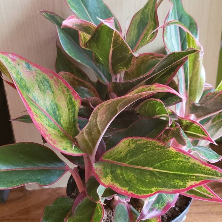 plant image 1029981