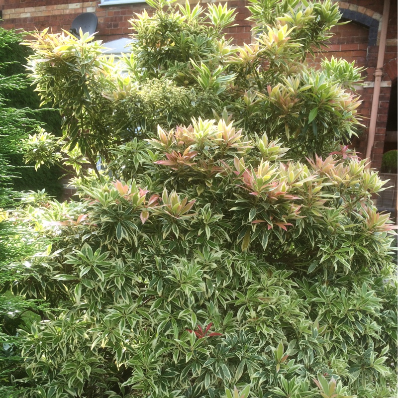 Dean's garden