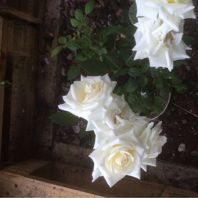 Plant image Rosa 'The Birthday Rose'
