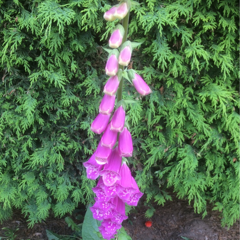 plant image 130803