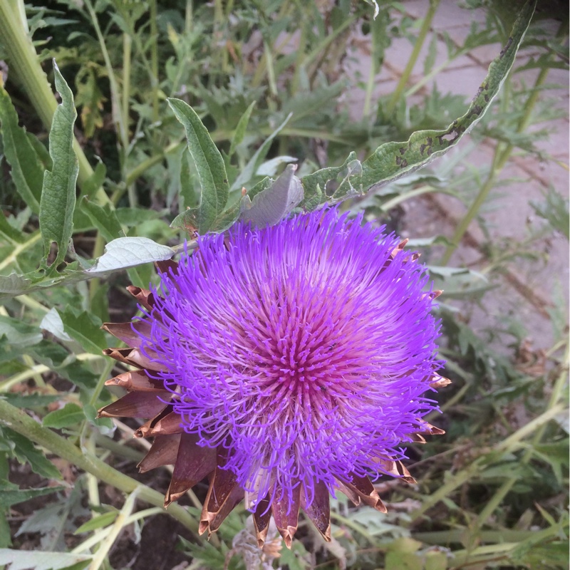 Dean's garden