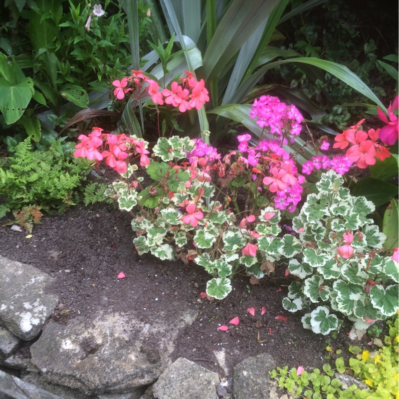 plant image 182170