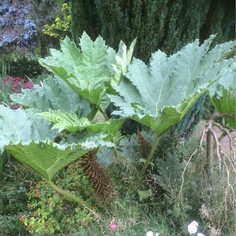 Dean's garden