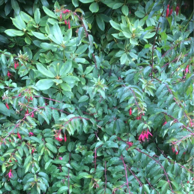 Fuchsia