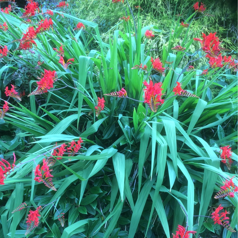 Dean's garden