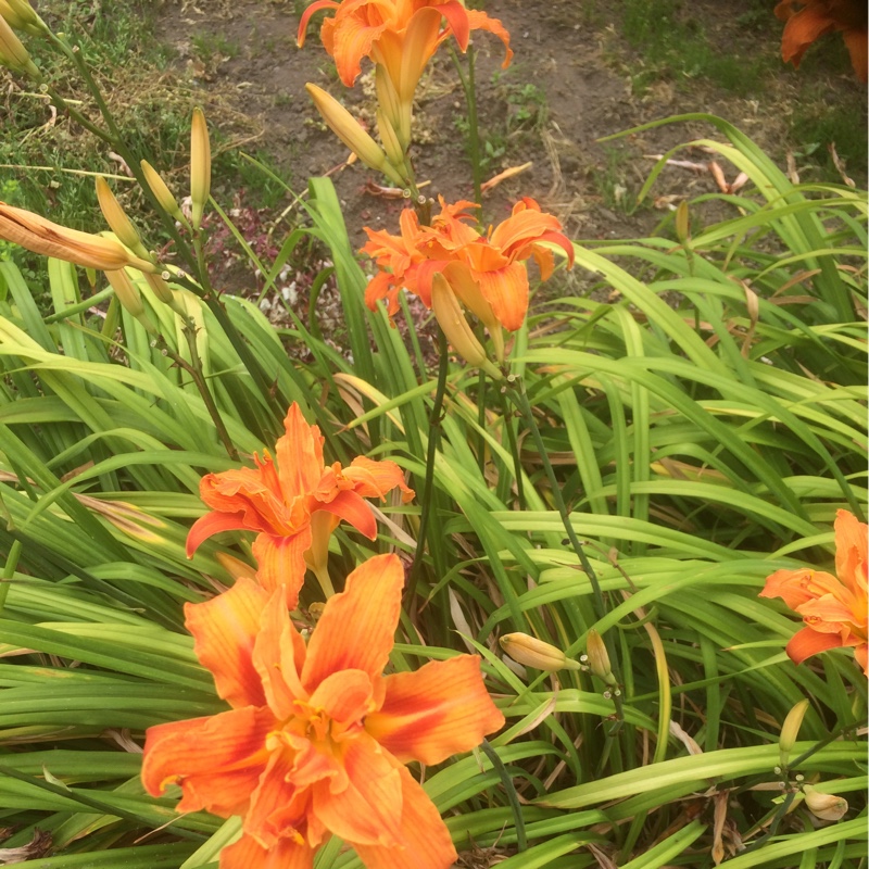 plant image 184587
