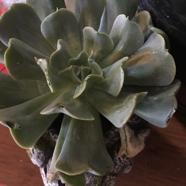 Pachyveria 'Scheideckeri'