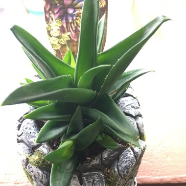 Aloe 'Black Gem'