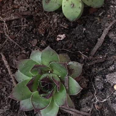 Hen and Chicks