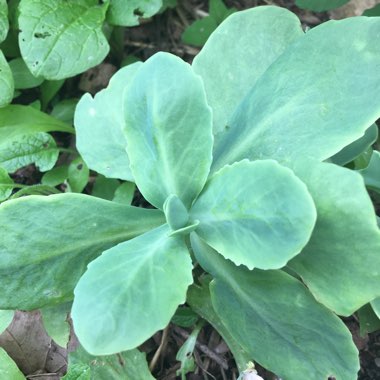 Amanda's garden