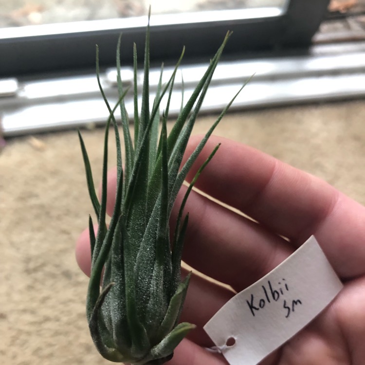 Plant image Tillandsia kolbii syn. Tillandsia ionantha var. scaposa, Tillandsia scaposa