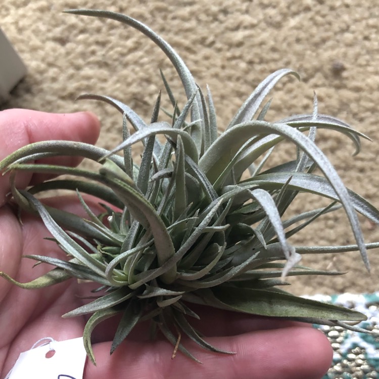 Plant image Tillandsia chiapensis