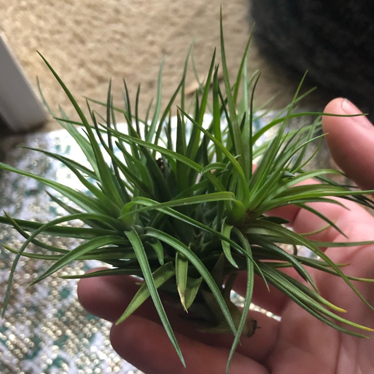 Plant image Tillandsia montana