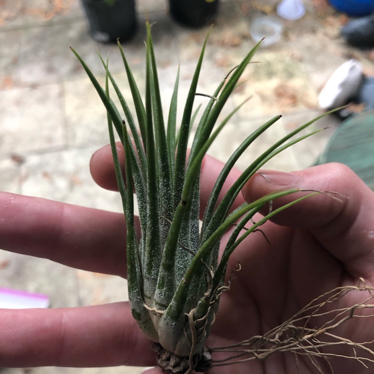 Plant image Tillandsia kolbii syn. Tillandsia ionantha var. scaposa, Tillandsia scaposa