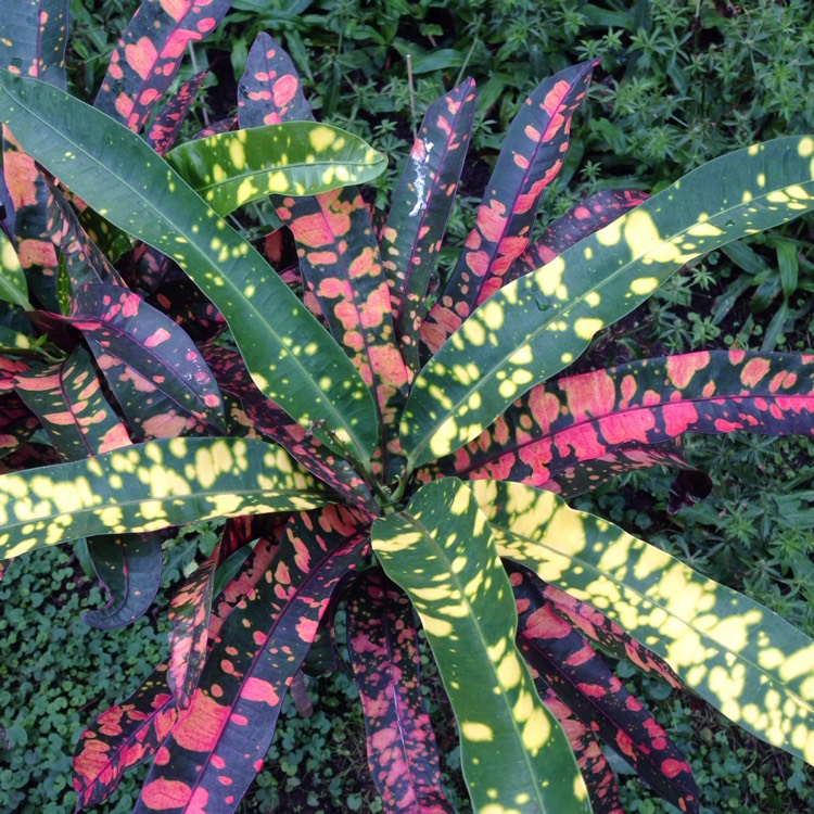 Plant image Codiaeum variegatum 'Franklin Roosevelt'