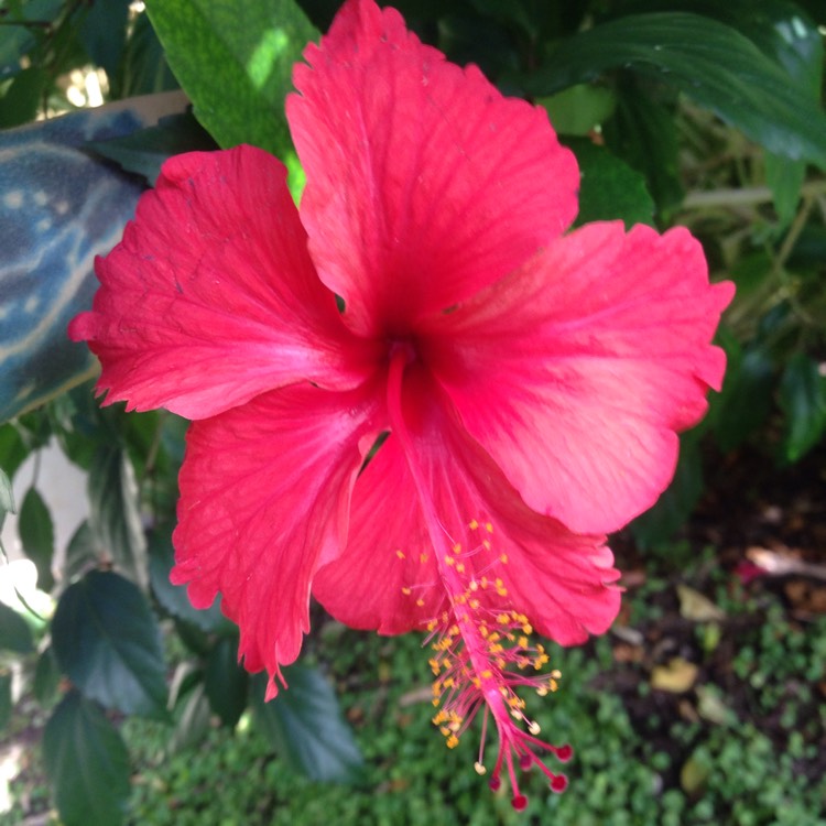 Plant image Hibiscus lunariifolius