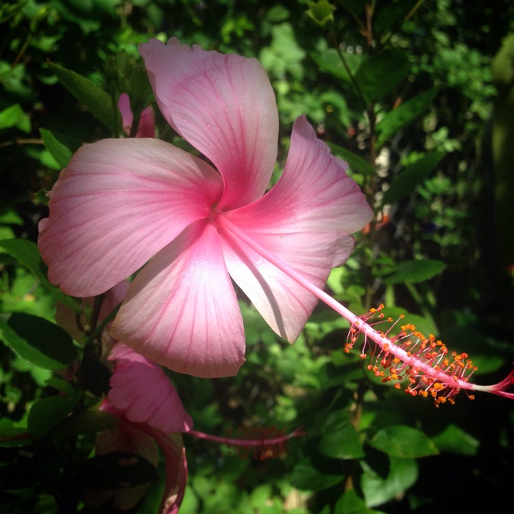 Plant image Hibiscus rosa-sinensis 'Albo Lacinatus'