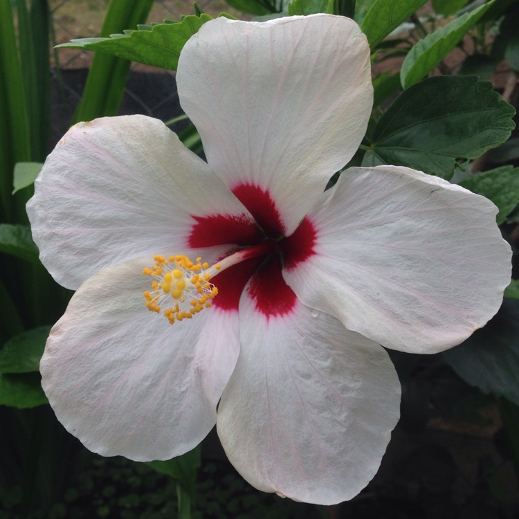 Plant image Hibiscus heterophyllus
