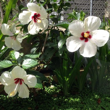 Hibiscus heterophyllus