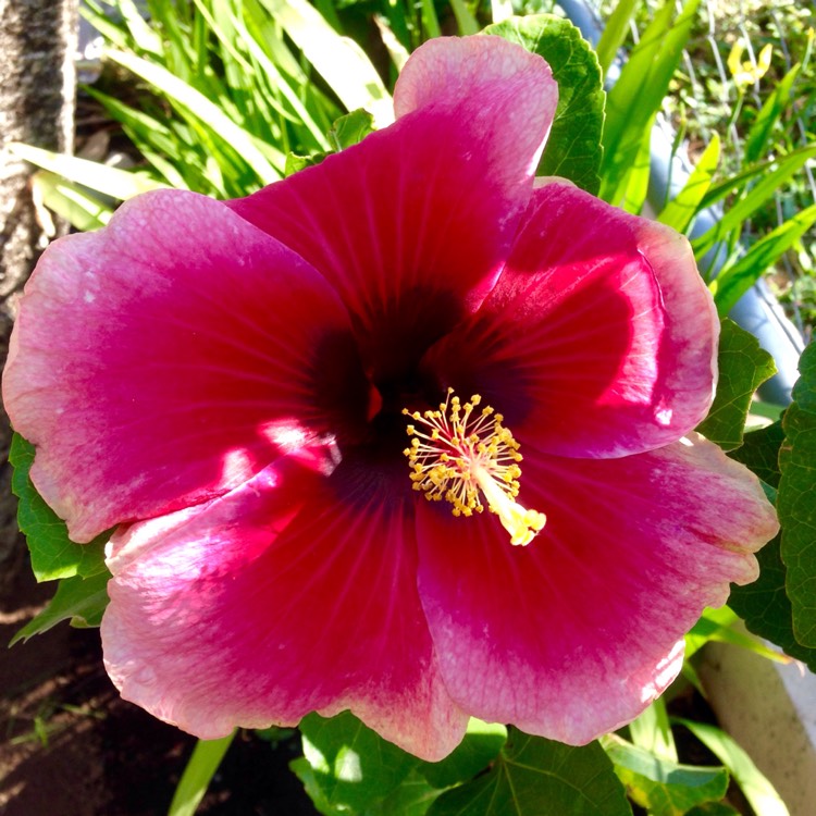 Plant image Hibiscus rosa-sinensis 'Santana'