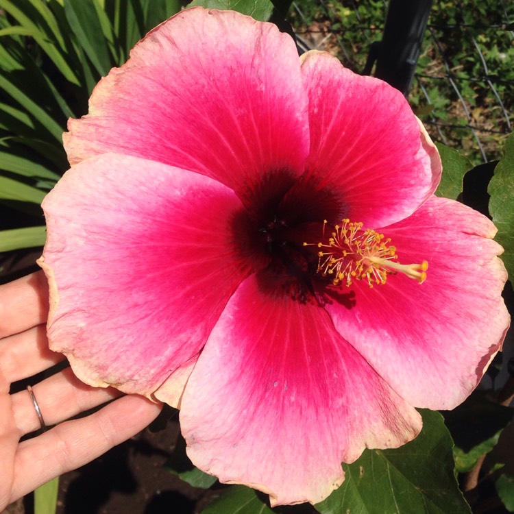 Plant image Hibiscus rosa-sinensis 'Santana'