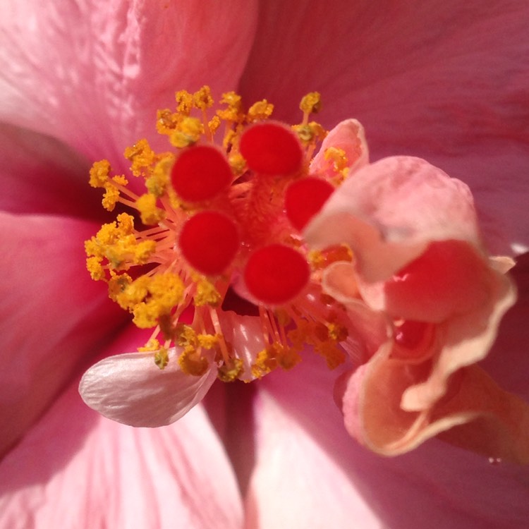 Plant image Hibiscus rosa-sinensis 'Sweet Pink'