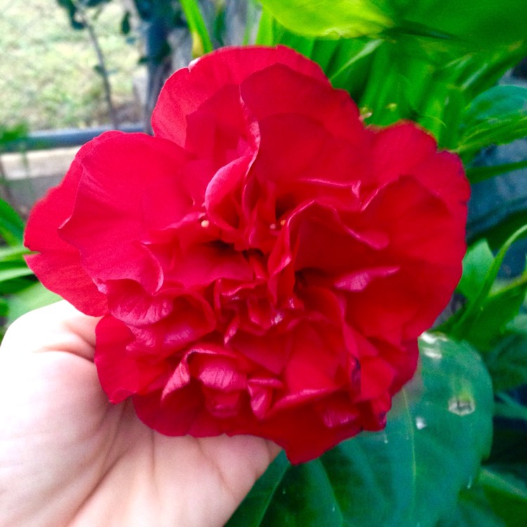 Plant image Hibiscus rosa-sinensis red variety
