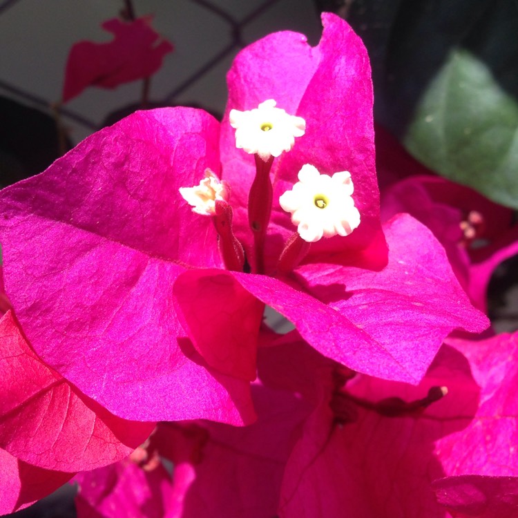 Plant image Bougainvillea x buttiana 'Barbara Karst'