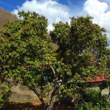 Guylaine's garden