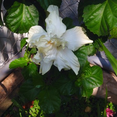 Double White Hibiscus